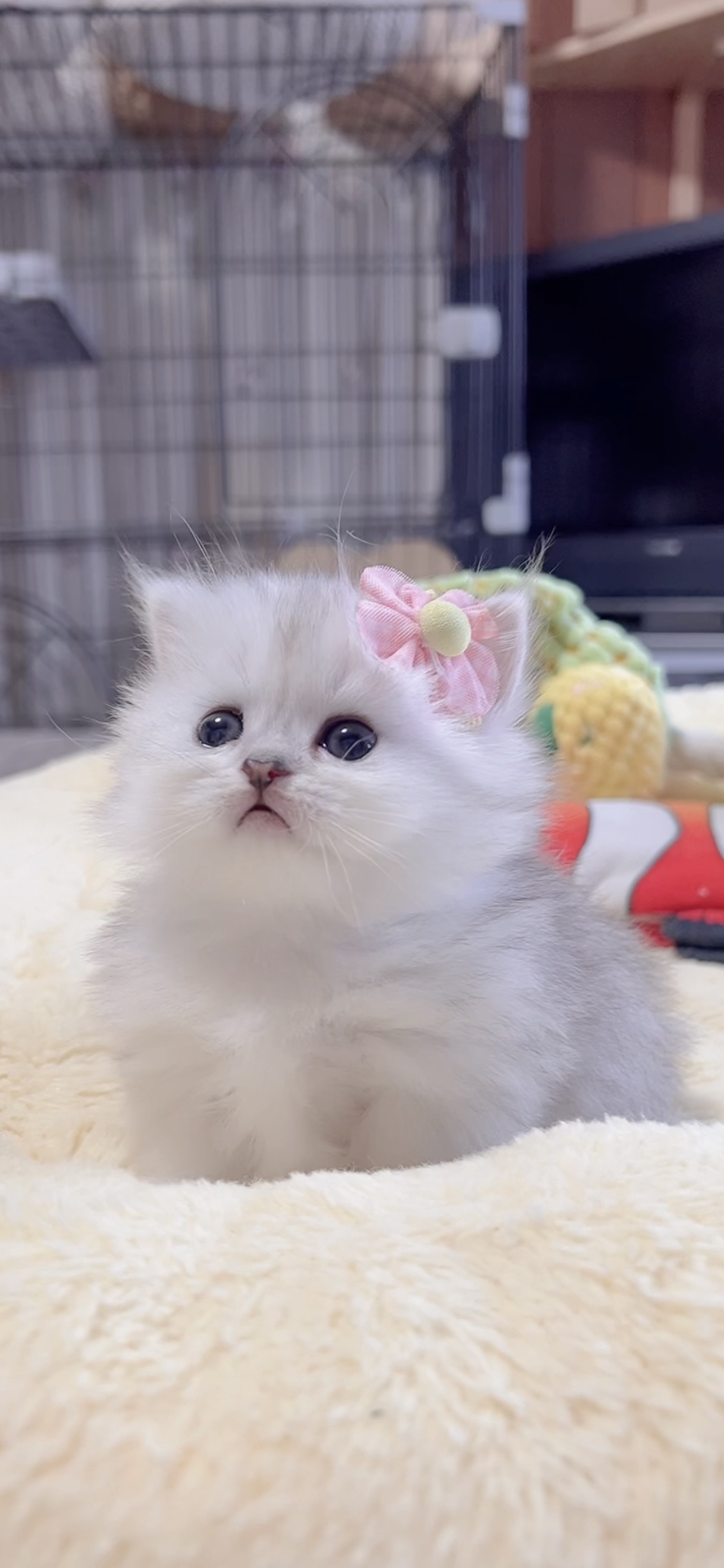 ミヌエット(短足)の子猫 販売中 - 画像 (6)