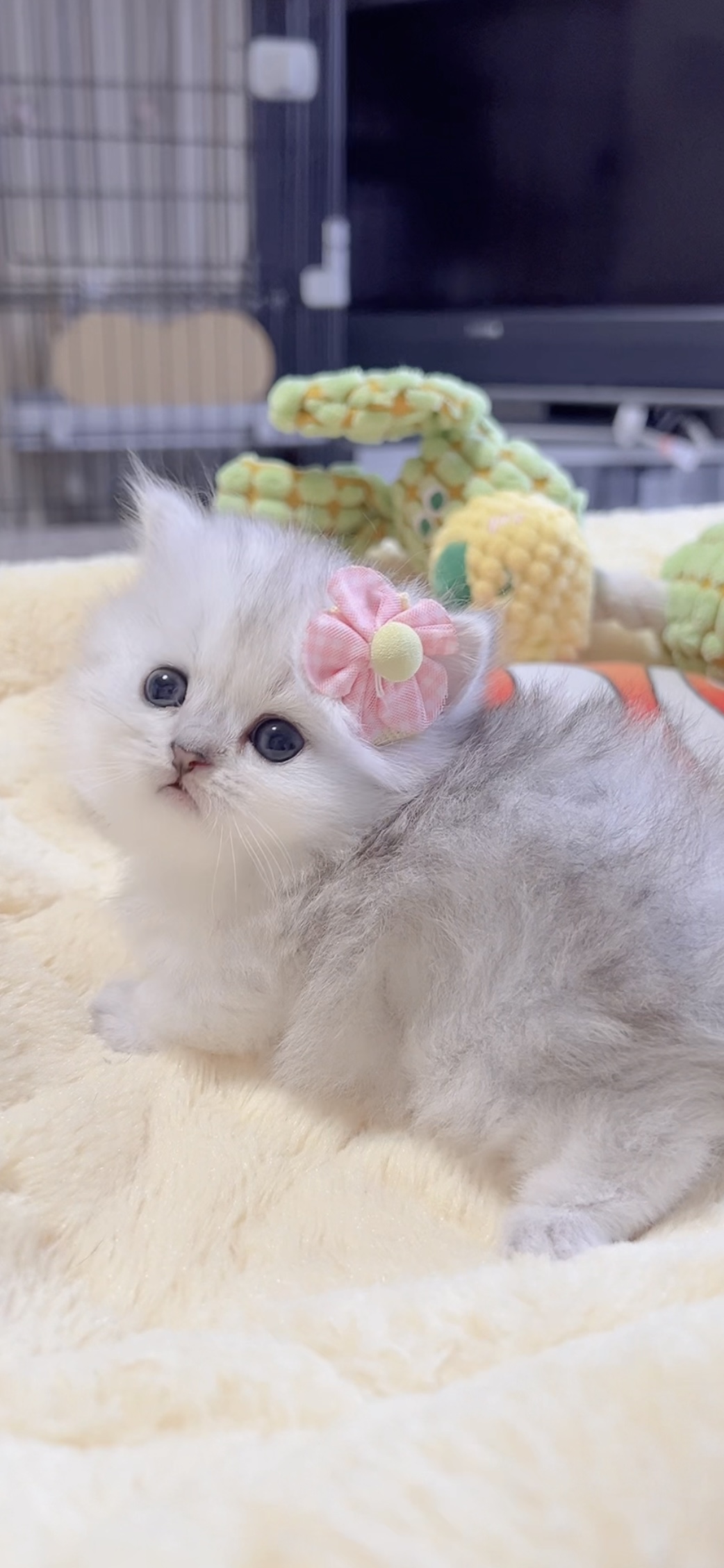 ミヌエット(短足)の子猫 販売中 - 画像 (4)