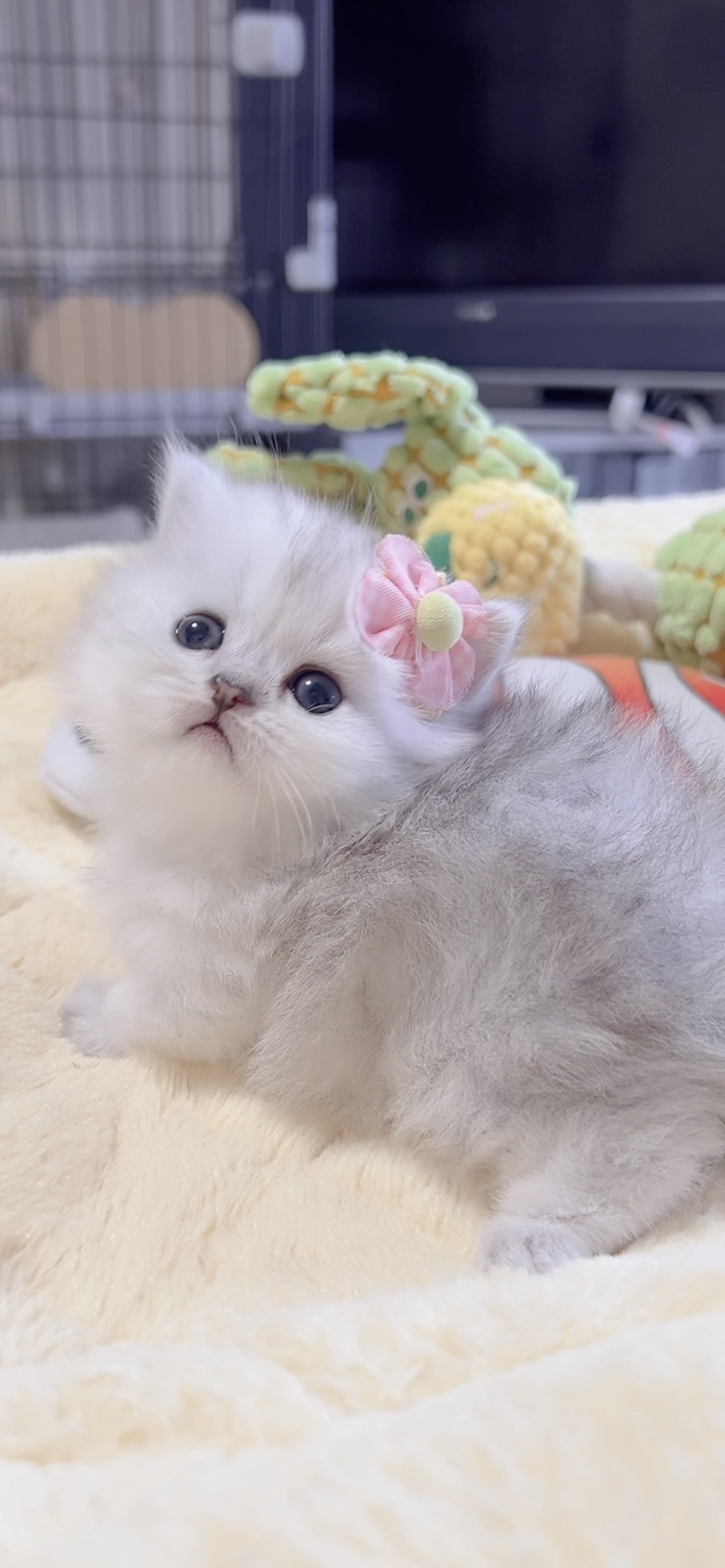 ミヌエット(短足)の子猫 販売中 - 画像 (3)