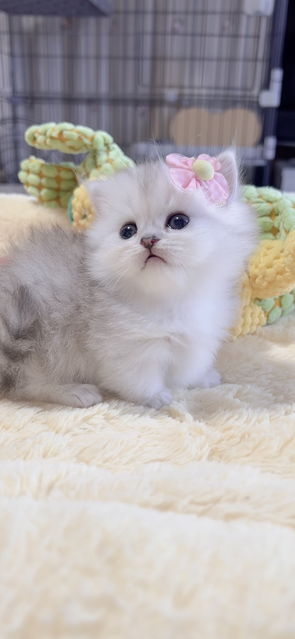 ミヌエット(短足)の子猫 販売中 - 画像 (5)