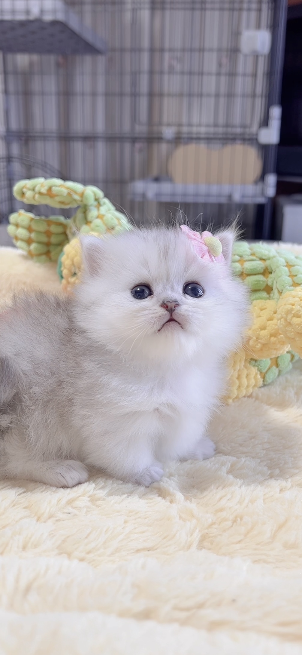 ミヌエット(短足)の子猫 販売中 - 画像 (2)