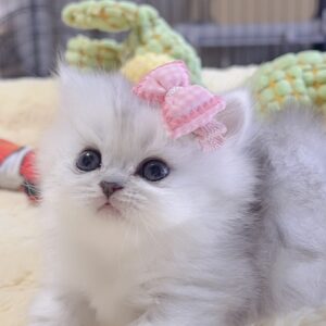 ミヌエット(短足)の子猫 販売中