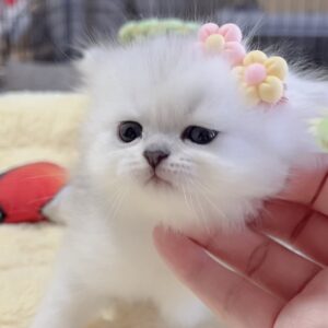 ミヌエット(長足)の子猫 販売中