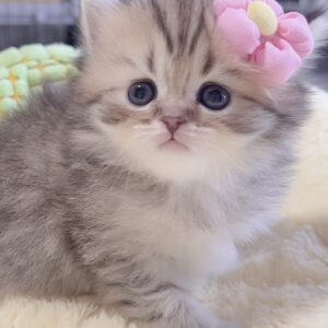 ミヌエット(長足)の子猫 販売中