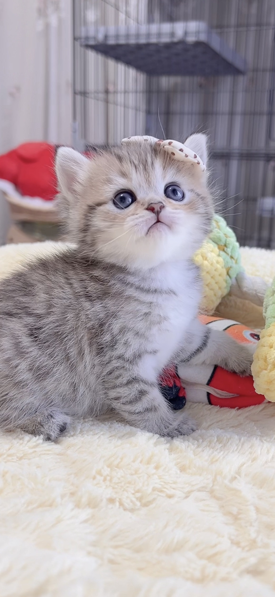 ミヌエット(長足)の子猫 商談中 - 画像 (7)