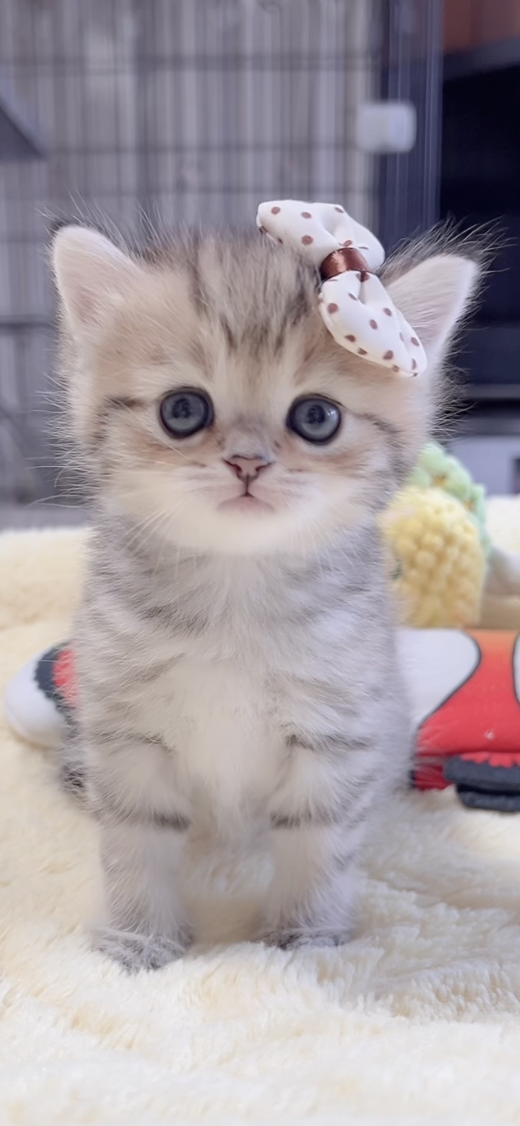 ミヌエット(長足)の子猫 商談中 - 画像 (4)