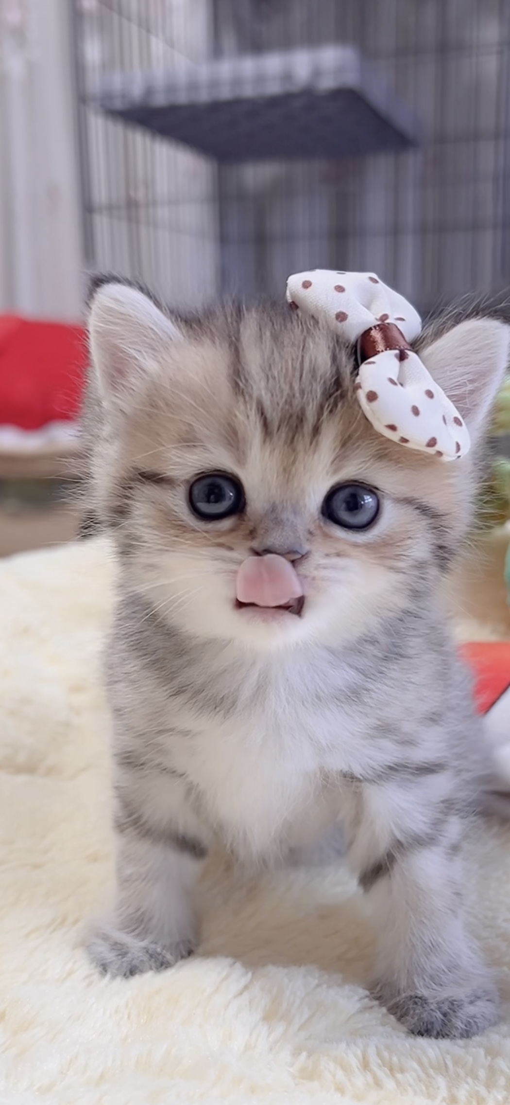 ミヌエット(長足)の子猫 商談中 - 画像 (2)