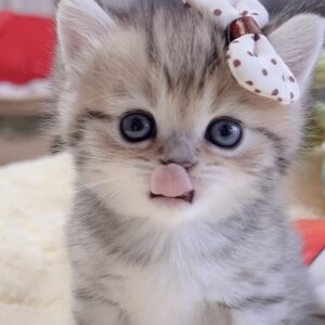 ミヌエット(長足)の子猫 商談中