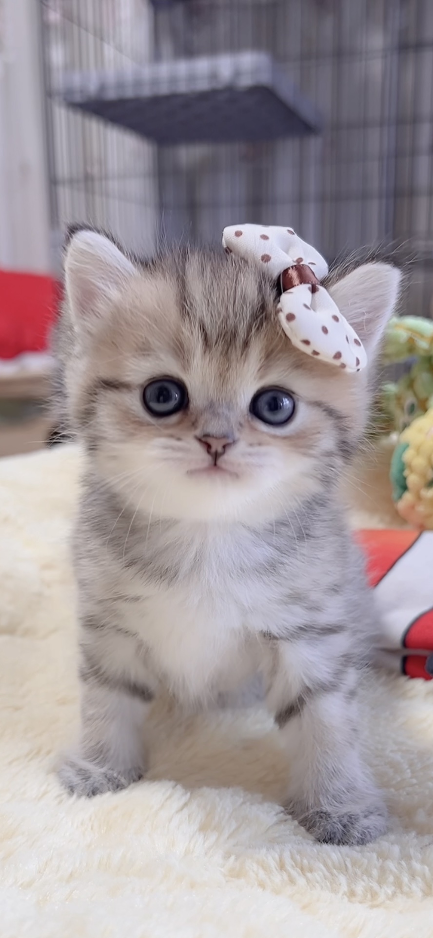 ミヌエット(長足)の子猫 商談中 - 画像 (6)