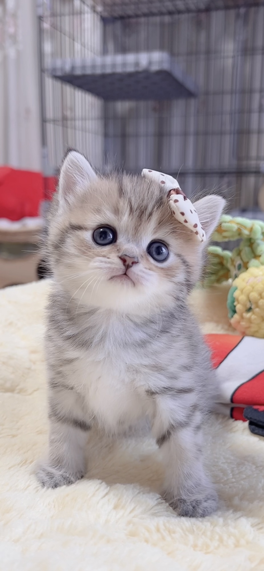 ミヌエット(長足)の子猫 商談中 - 画像 (3)