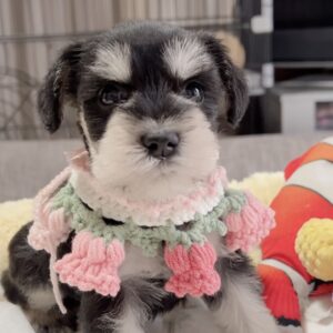 ﾐﾆﾁｭｱｼｭﾅｳｻﾞｰ（女の子）販売中