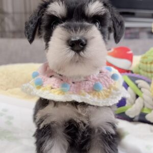 ﾐﾆﾁｭｱｼｭﾅｳｻﾞｰ（男の子）販売中