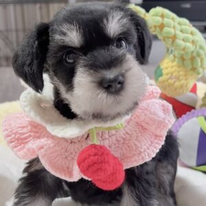 ﾐﾆﾁｭｱｼｭﾅｳｻﾞｰ（女の子）販売中