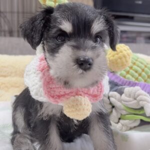 ﾐﾆﾁｭｱｼｭﾅｳｻﾞｰ（男の子）販売中