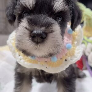 ﾐﾆﾁｭｱｼｭﾅｳｻﾞｰ（女の子）販売中