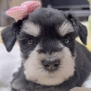 ミニチュアシュナウザー(男の子)販売中