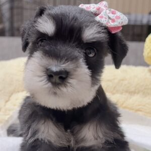 ミニチュアシュナウザー(男の子)販売中