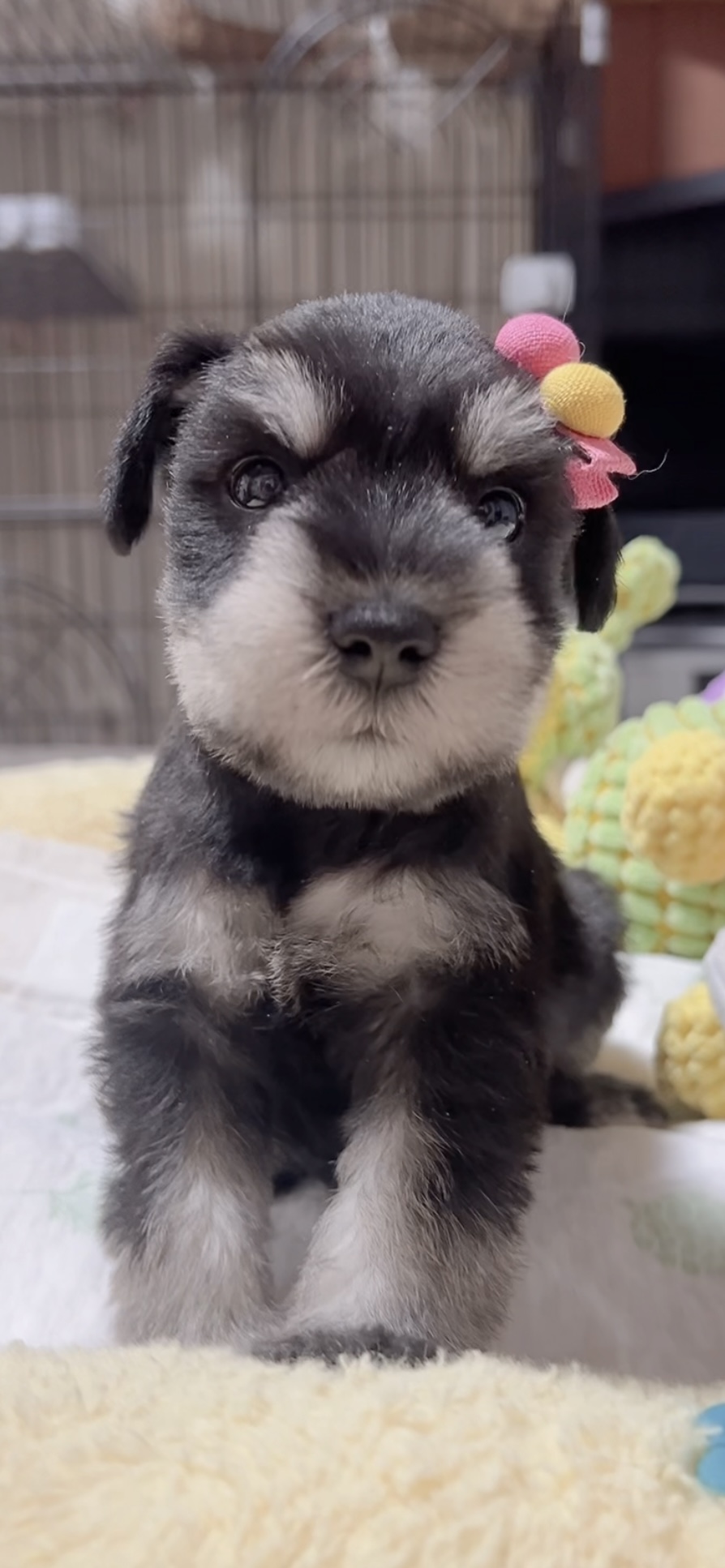 ミニチュアシュナウザー(男の子)販売中 - 画像 (7)