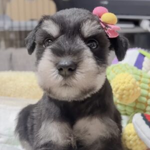 ミニチュアシュナウザー(男の子)販売中