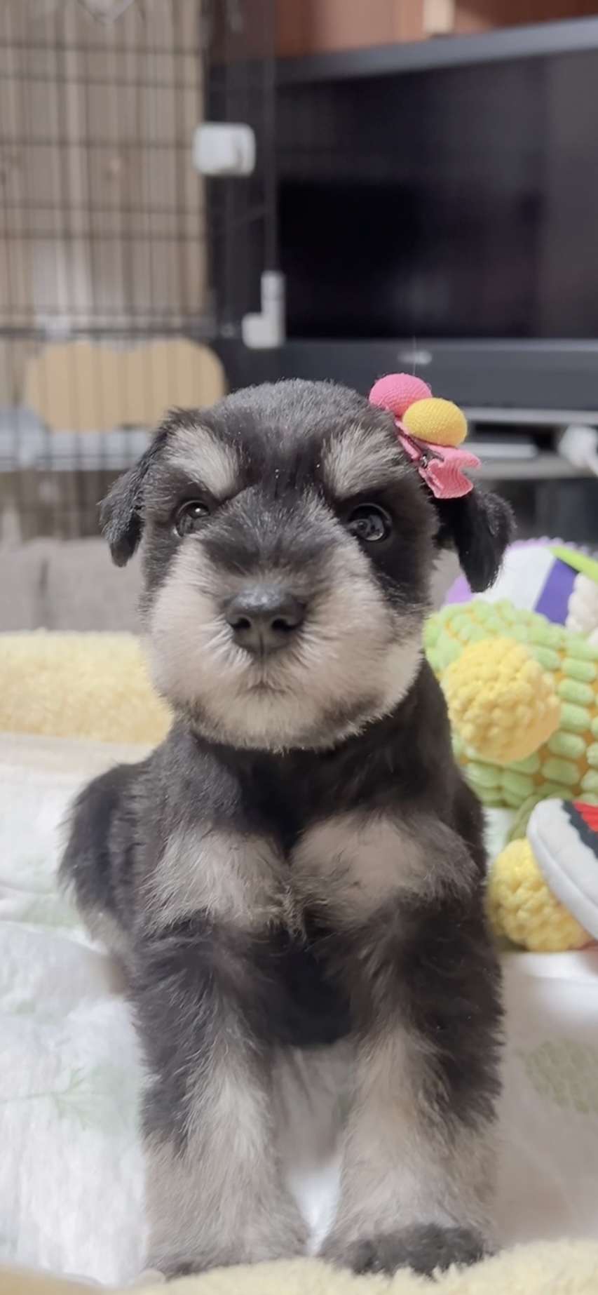 ミニチュアシュナウザー(男の子)販売中