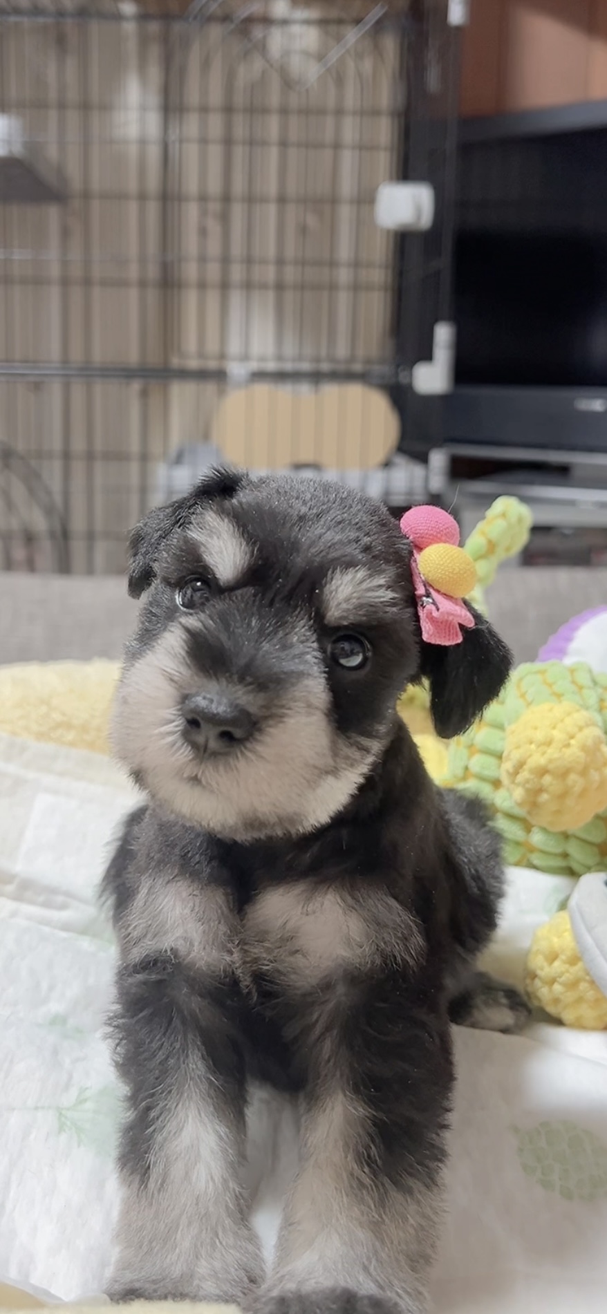 ミニチュアシュナウザー(男の子)販売中 - 画像 (4)