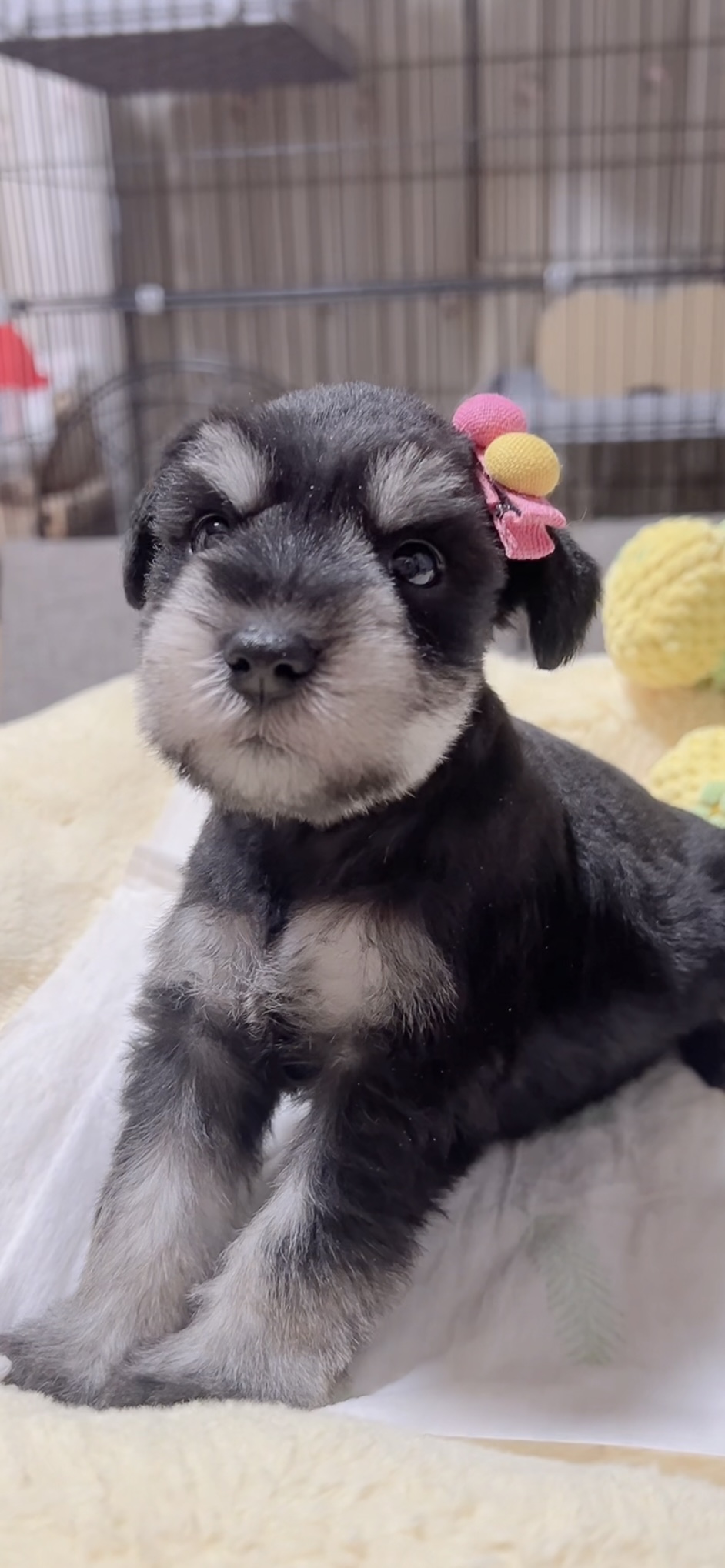 ミニチュアシュナウザー(男の子)販売中 - 画像 (3)