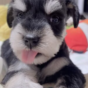 ミニチュアシュナウザー(女の子)販売中