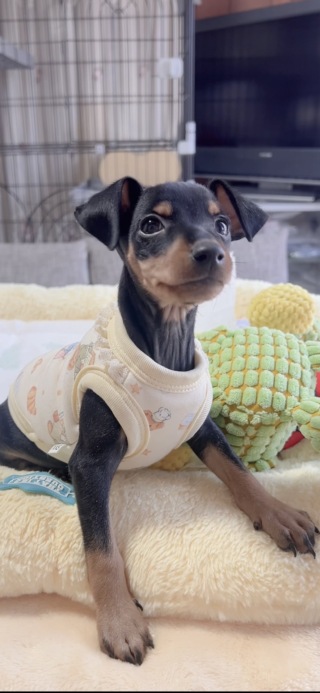 ミニチュアピンシャーー(男の子) 販売中 - 画像 (13)