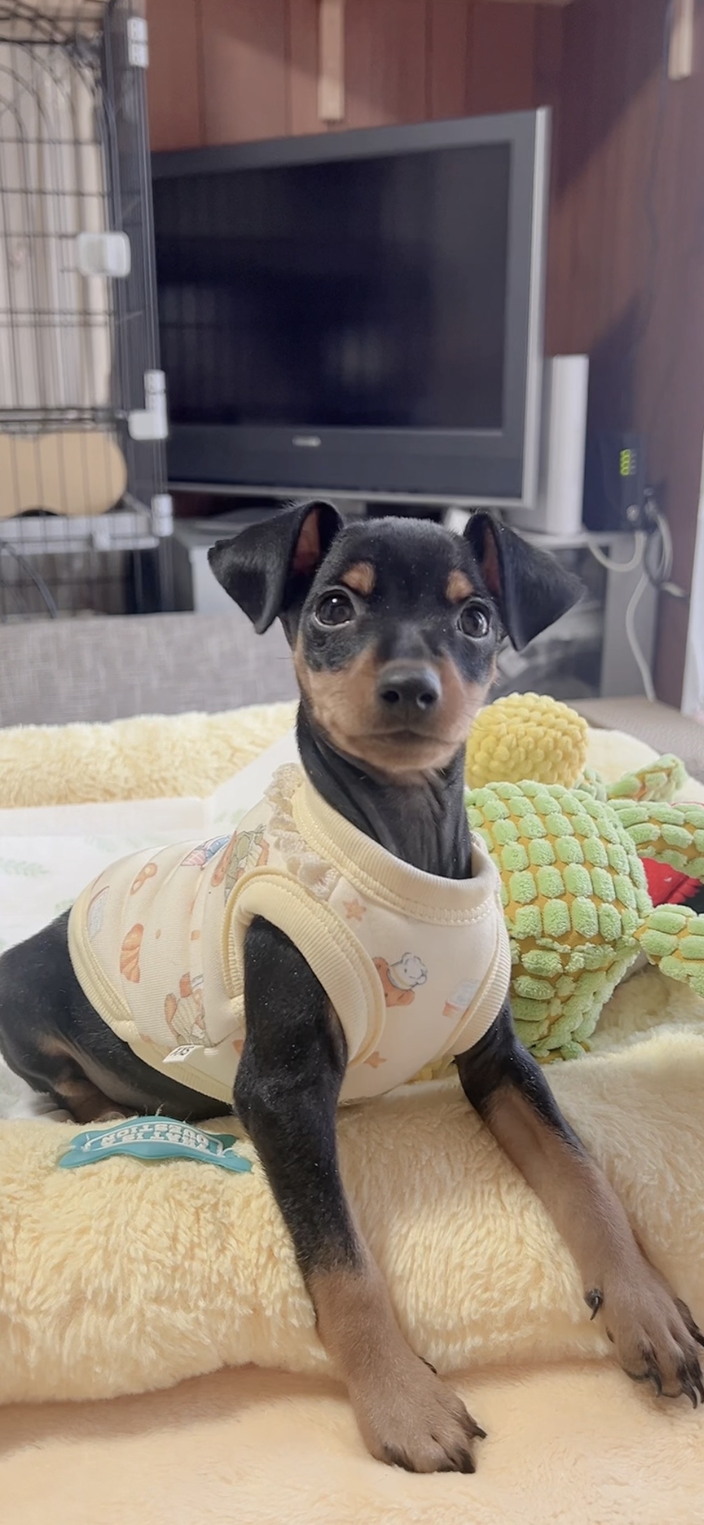 ミニチュアピンシャーー(男の子) 販売中 - 画像 (12)