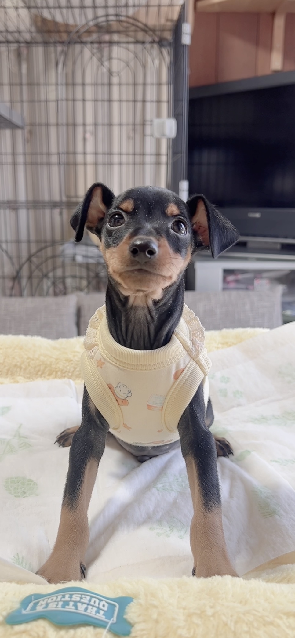 ミニチュアピンシャーー(男の子) 販売中 - 画像 (11)