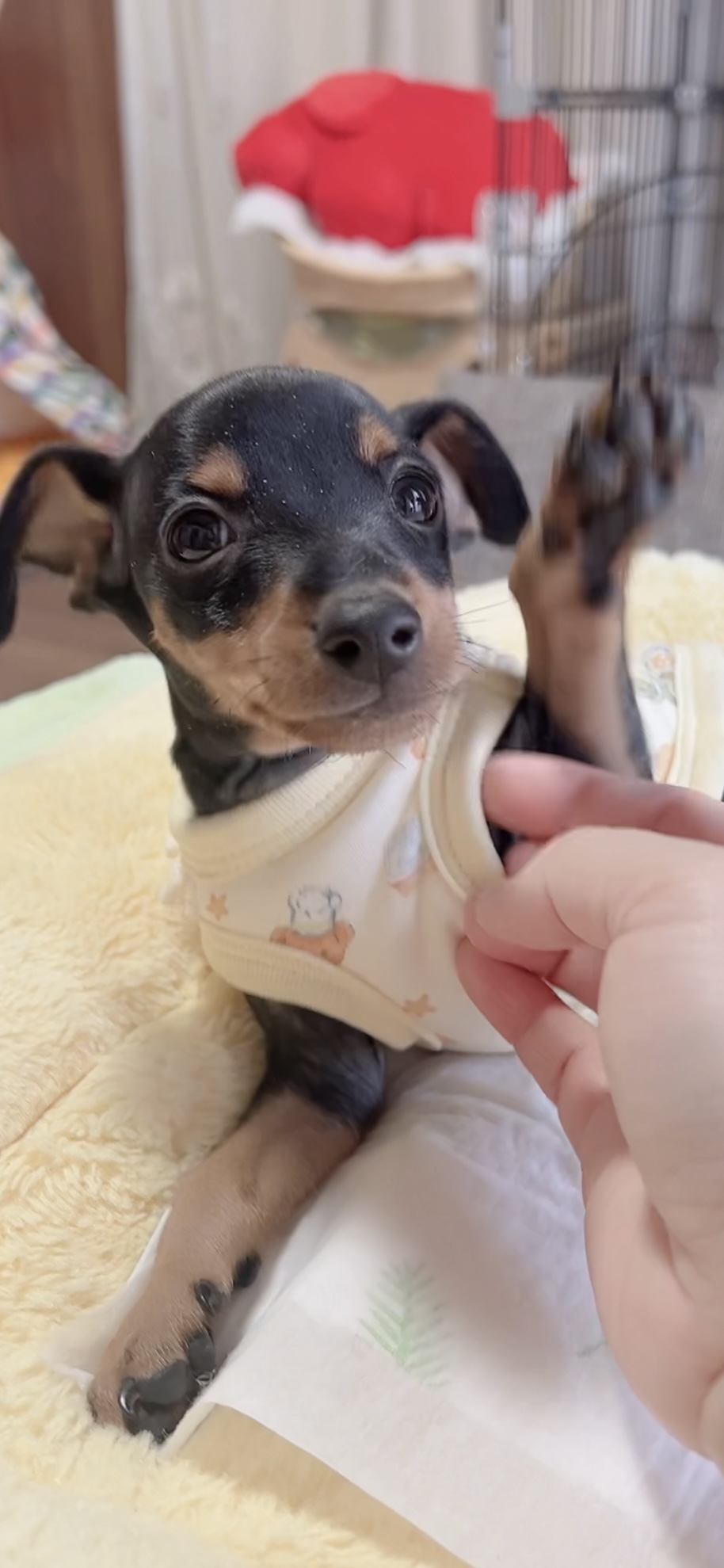 ミニチュアピンシャーー(男の子) 販売中 - 画像 (10)