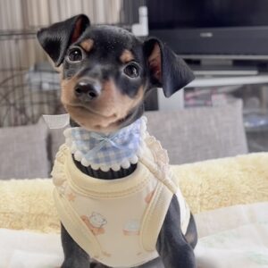 ﾐﾆﾁｭｱﾋﾟﾝｼｬｰｰ（男の子） 販売中