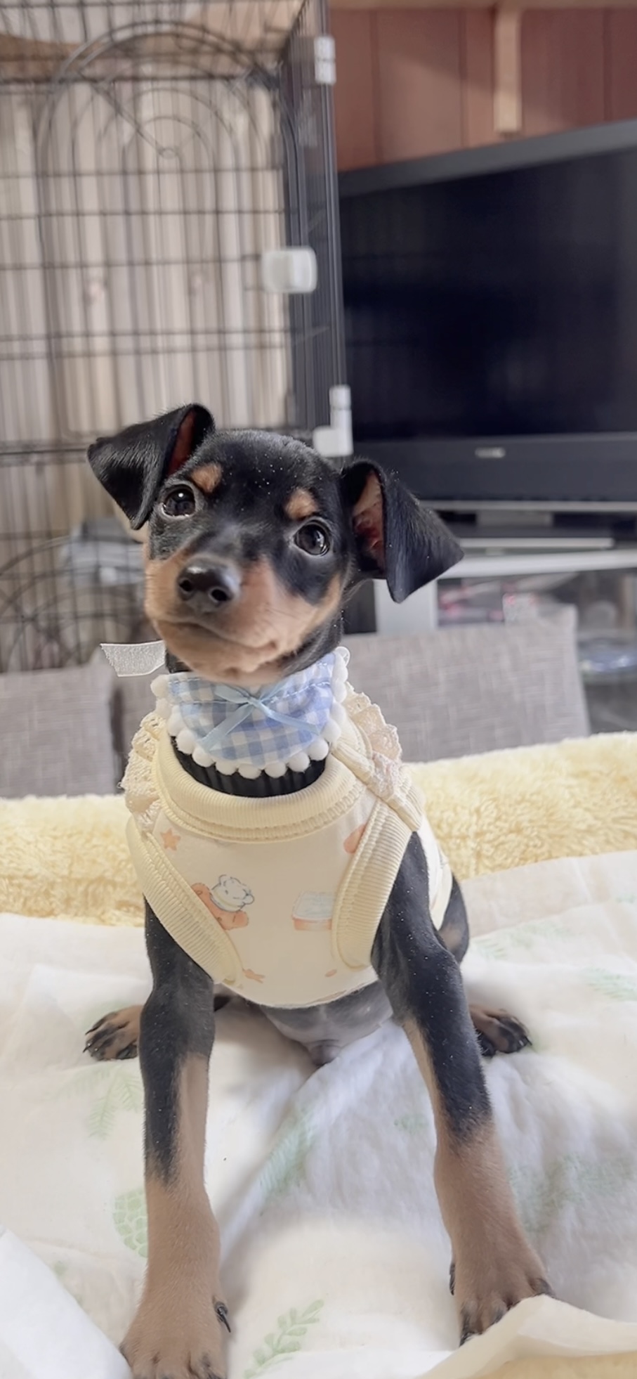 ミニチュアピンシャーー(男の子) 販売中