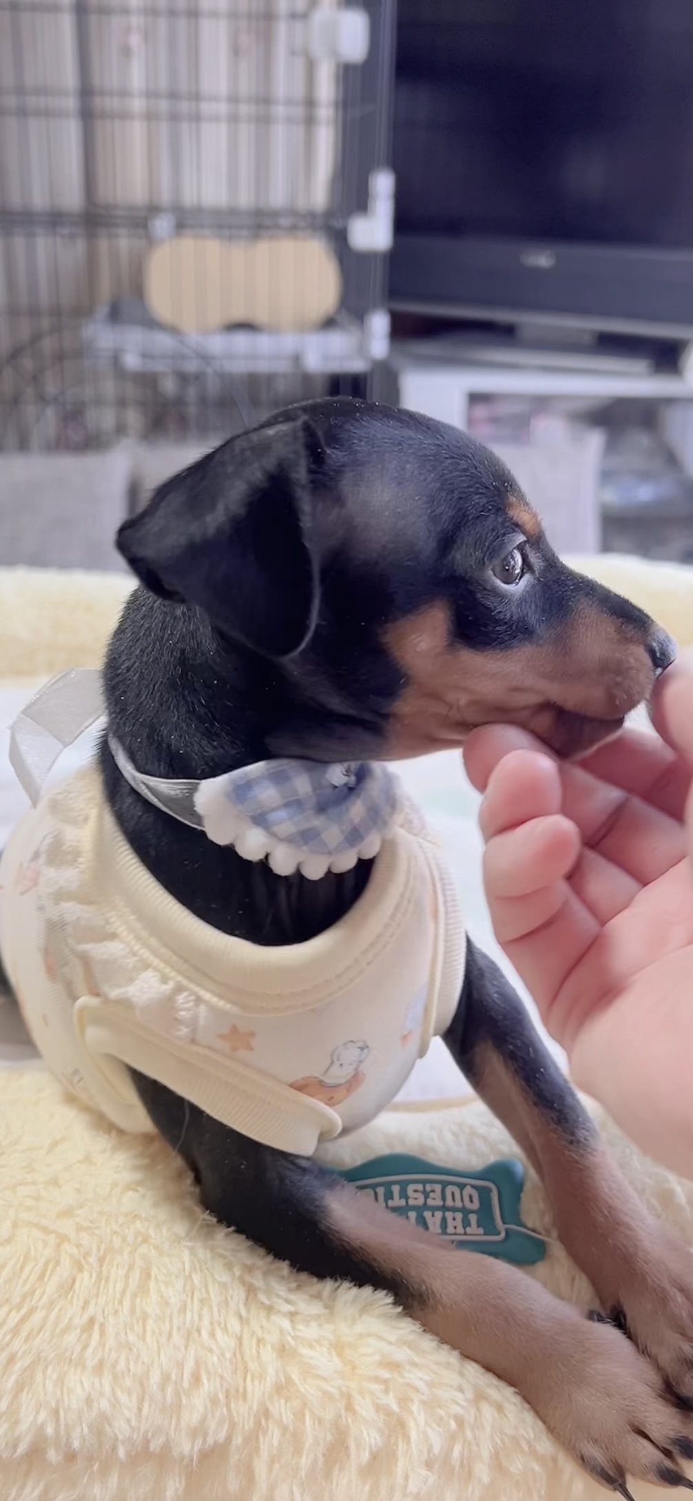 ミニチュアピンシャーー(男の子) 販売中 - 画像 (7)