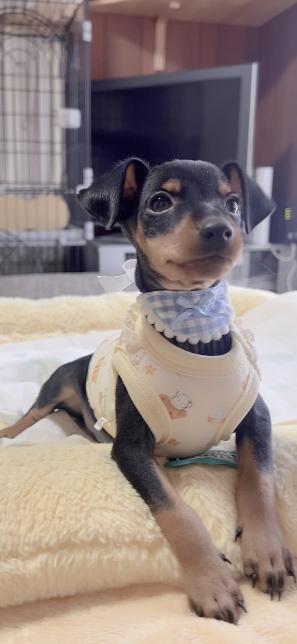 ミニチュアピンシャーー(男の子) 販売中 - 画像 (6)