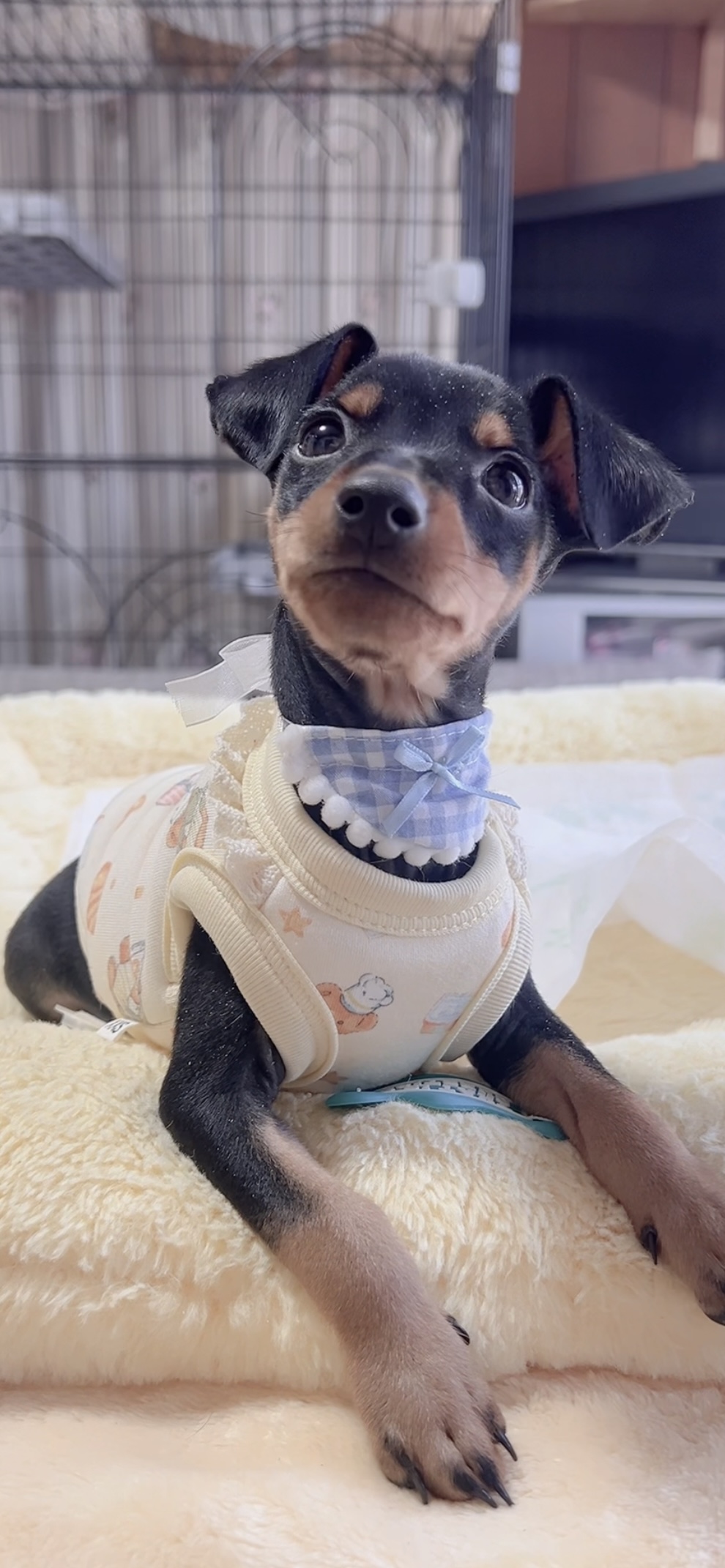 ミニチュアピンシャーー(男の子) 販売中 - 画像 (5)