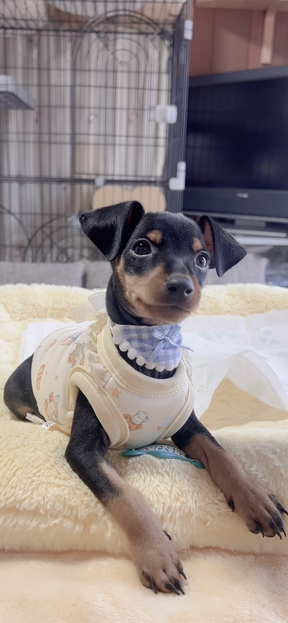 ミニチュアピンシャーー(男の子) 販売中 - 画像 (8)