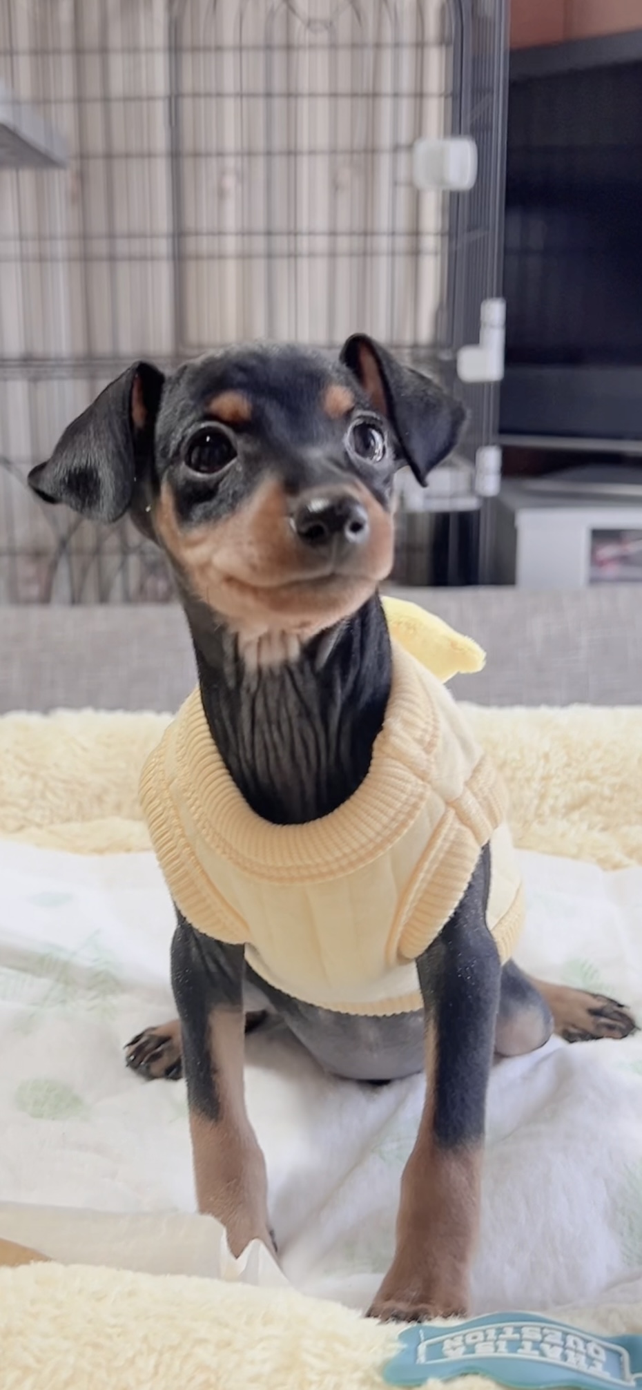 ミニチュアピンシャーー(男の子) 販売中 - 画像 (4)