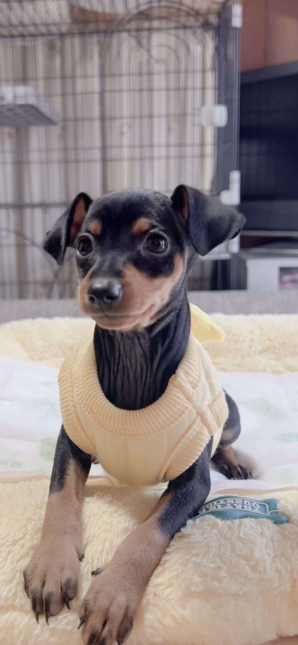 ミニチュアピンシャーー(男の子) 販売中 - 画像 (3)