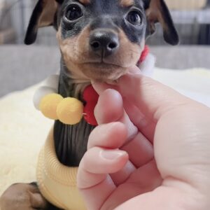 ﾐﾆﾁｭｱﾋﾟﾝｼｬｰｰ（女の子） 販売中