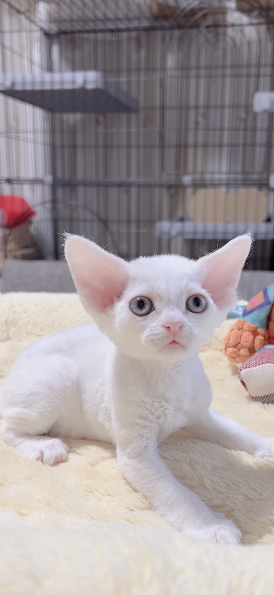 デボンレックスの子猫(男の子) - 画像 (7)