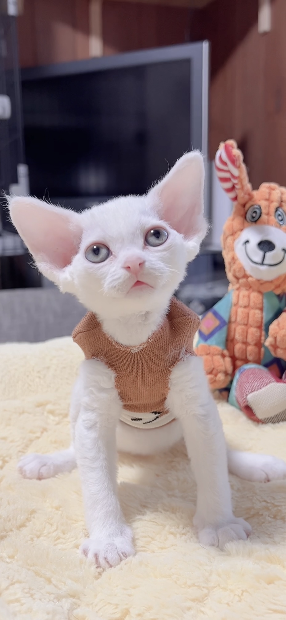 デボンレックスの子猫(男の子) - 画像 (6)