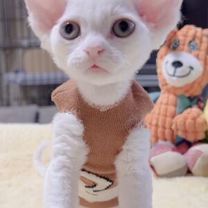 デボンレックスの子猫（男の子）　