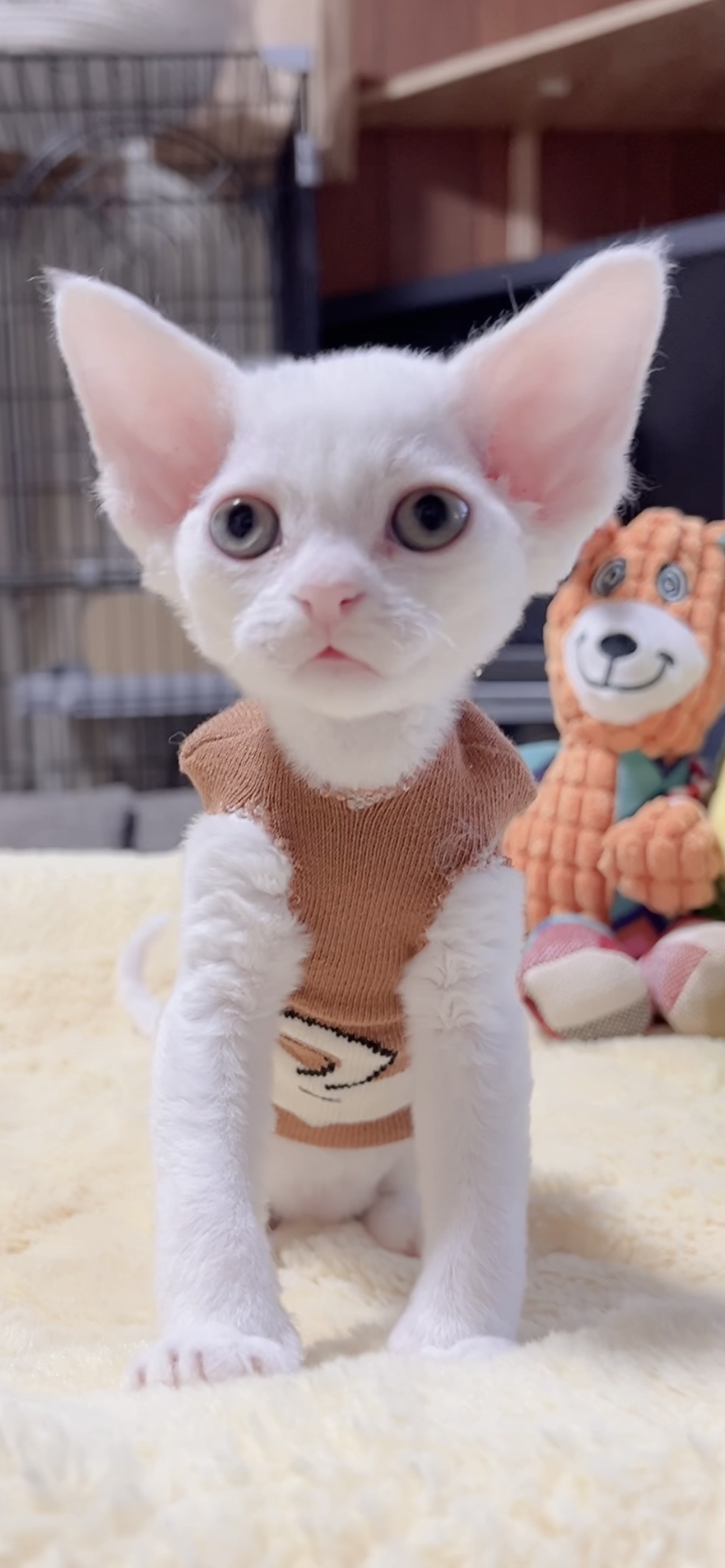 デボンレックスの子猫(男の子)