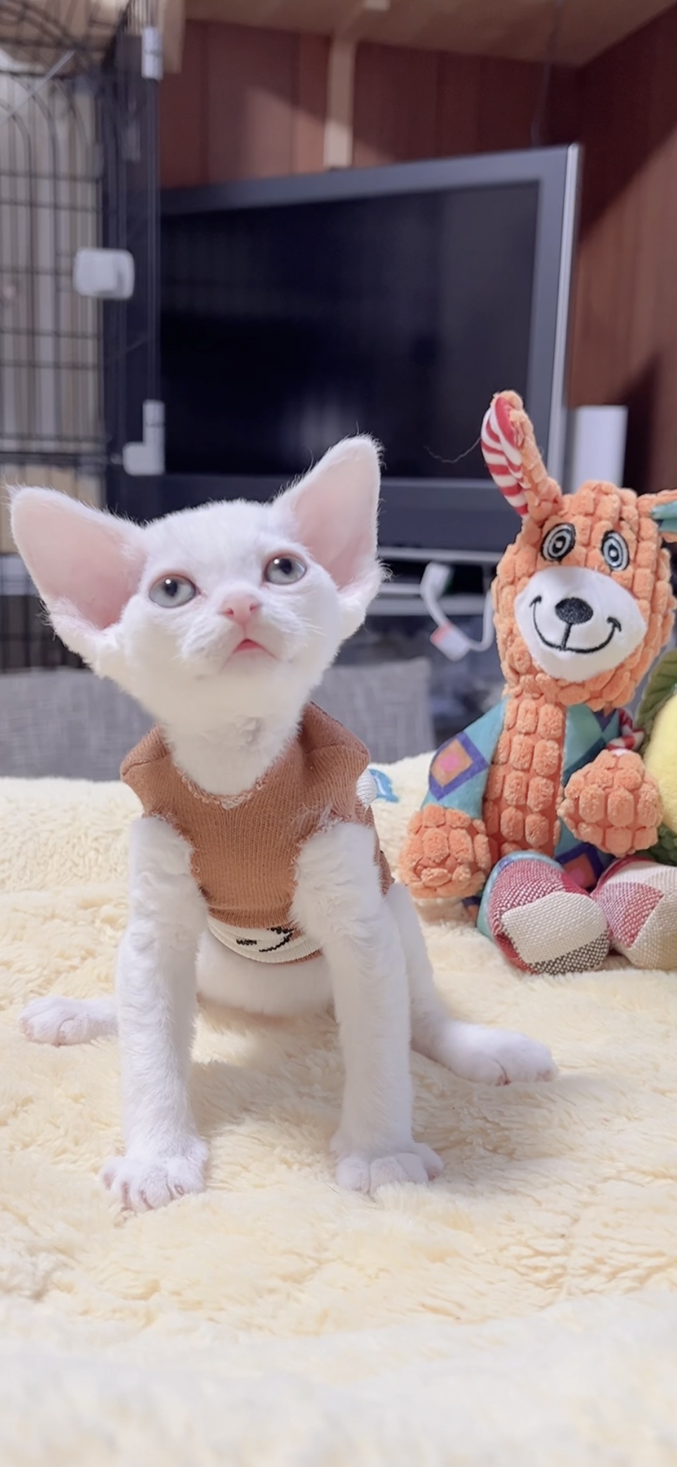 デボンレックスの子猫(男の子) - 画像 (3)