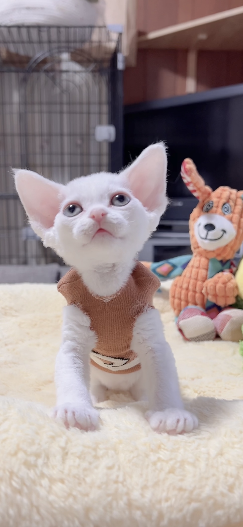 デボンレックスの子猫(男の子) - 画像 (2)