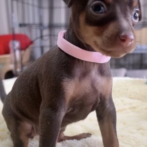 ミニチュアピンシャーー(女の子) 販売中