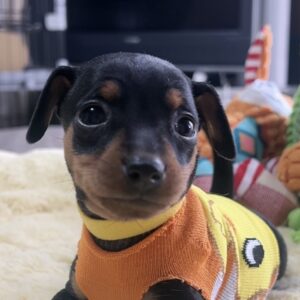 ミニチュアピンシャーー(女の子) 販売中