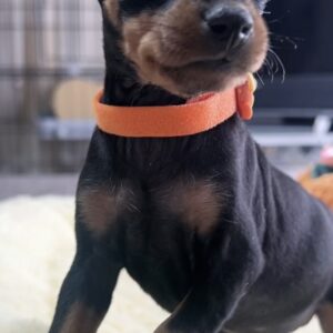 ミニチュアピンシャーー(女の子) 販売中