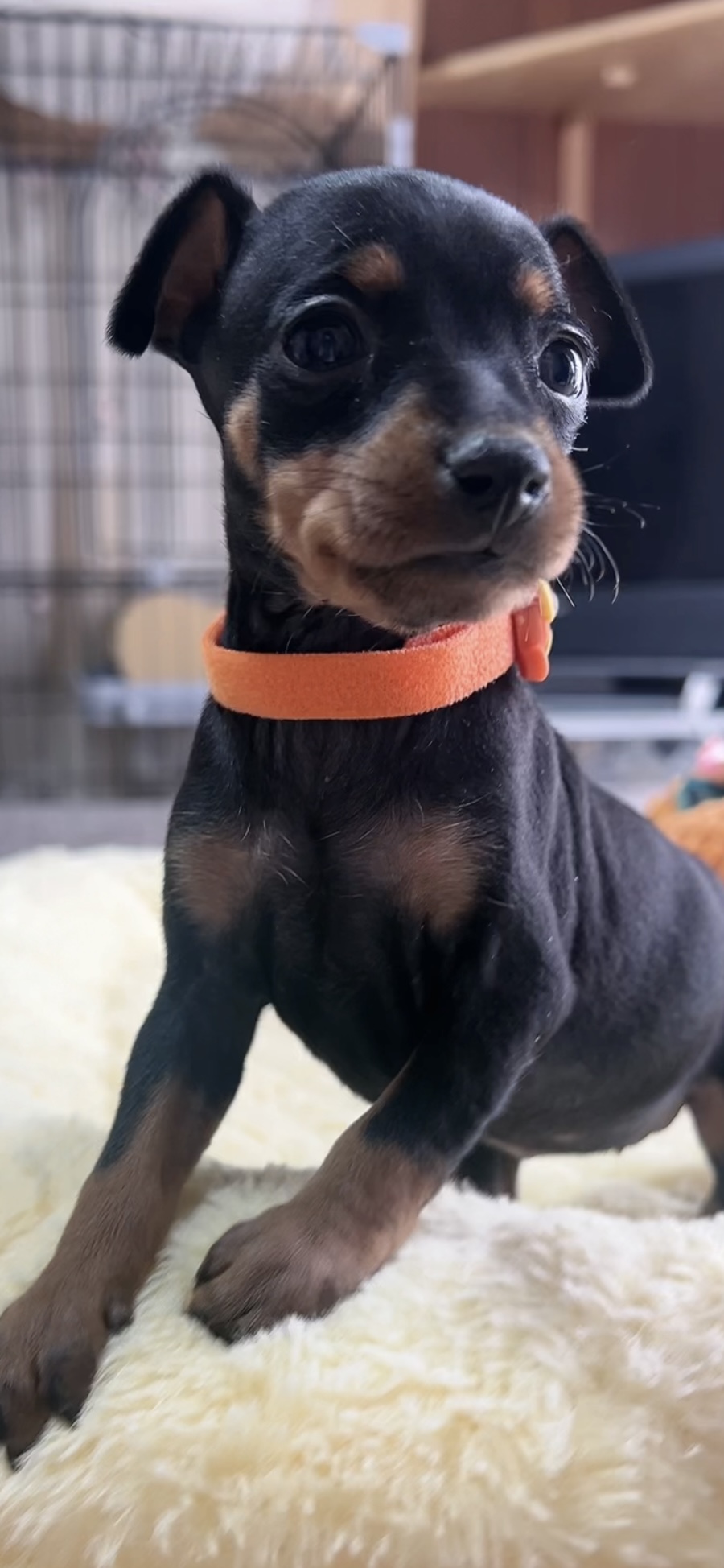 ミニチュアピンシャーー(女の子) 販売中